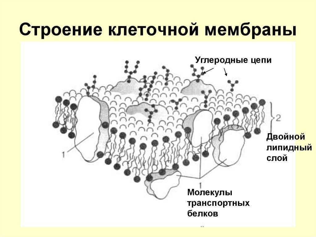 Плазматическая мембрана: характеристики, строение и функции