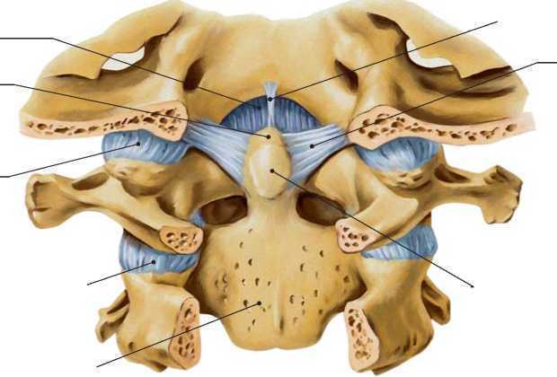 Соединение позвоночника с черепом. Срединный атлантоосевой сустав. Атланто окципитальный сустав. Срединно атланто осевой сустав. Срединный атланто осевой сутсав.