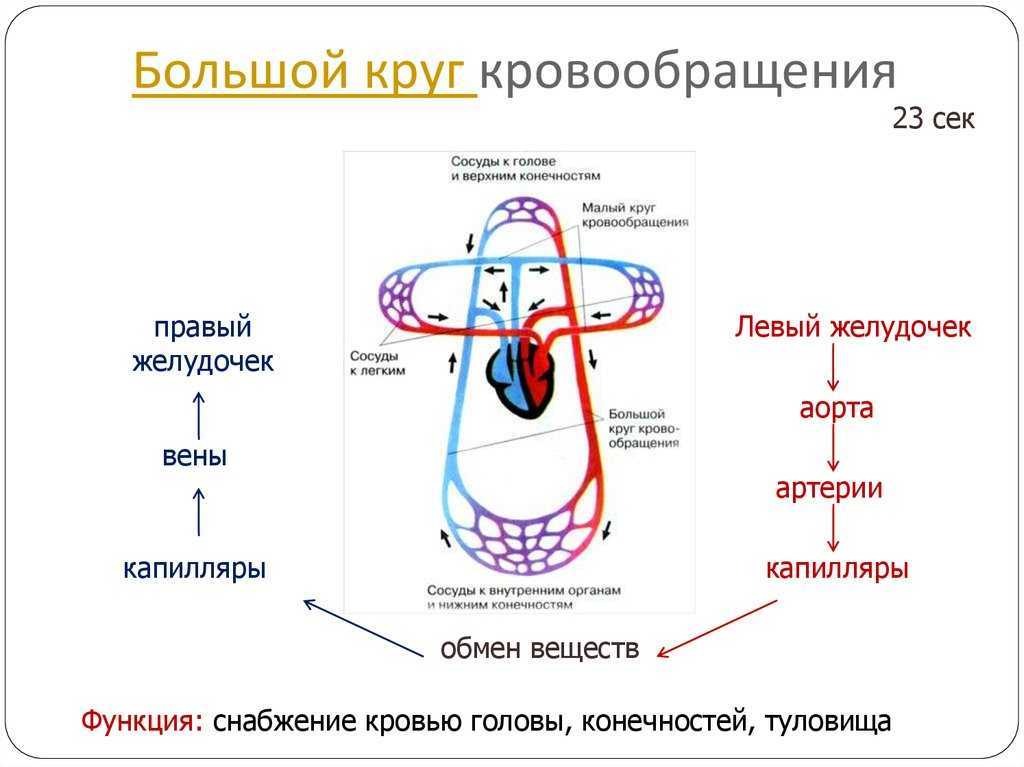 Второй круг кровообращения возник. Артерии большого круга кровообращения схема. Малый круг кровообращения схема. Малый круг кровообращения схема со стрелочками. Артерии большого круга кровообращения анатомия.