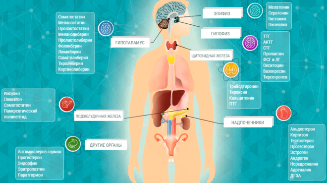 Гормоны в организме человека: за что отвечают основные гормоны эндокринной системы