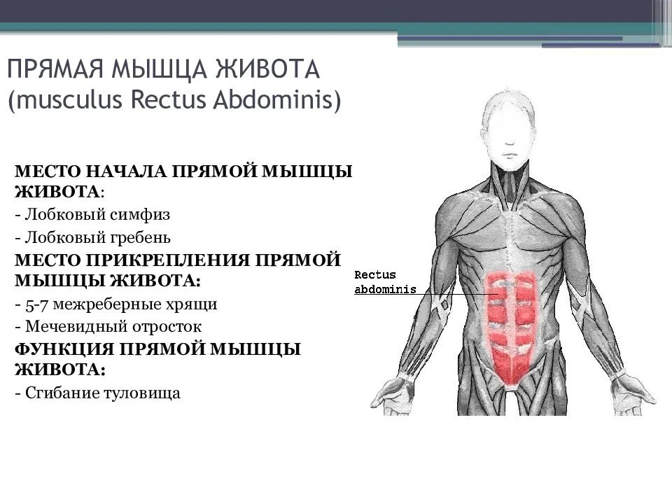 Подпишите указанные на картинке мышцы живота