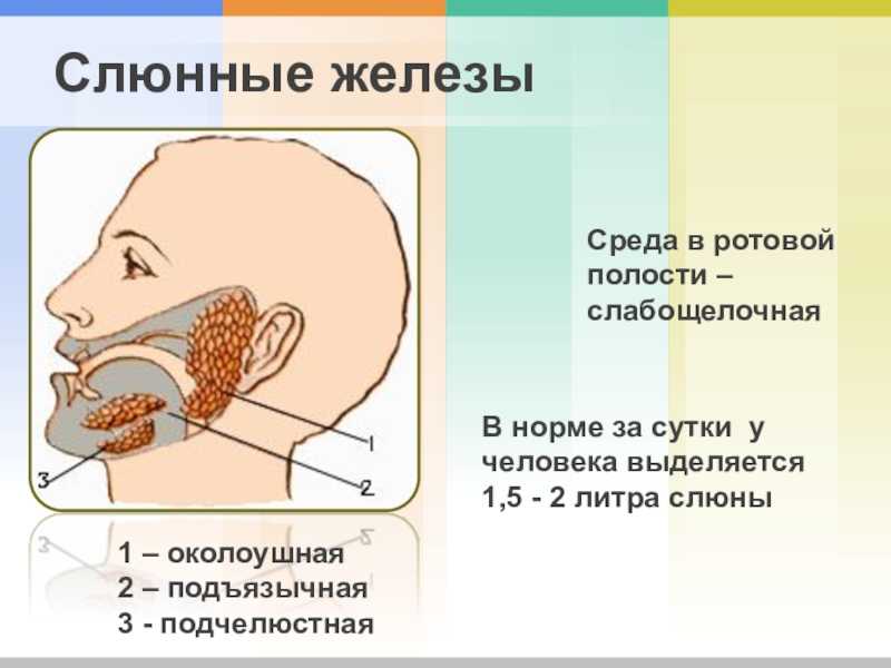 Презентация железы слюнные железы