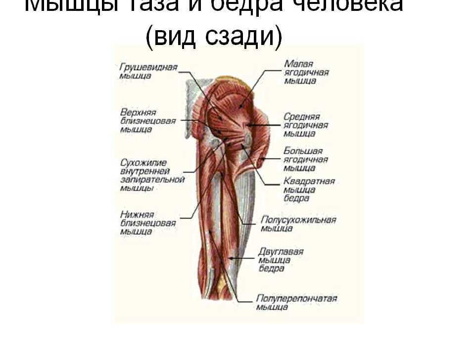 Анатомия мышц бедра. часть 1