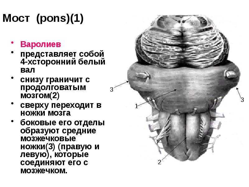 Строение моста мозга человека