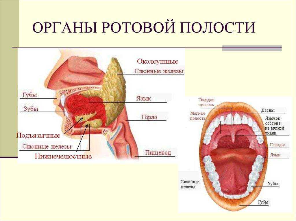 Строение ротовой полости человека схема с описанием сбоку