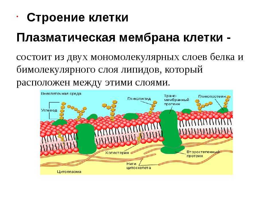 Основой мембран клеток