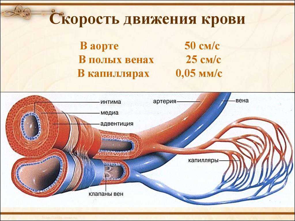 Движение крови по венам