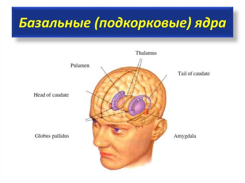 Чечевицеобразное ядро головного мозга (nucleus lentiformis): функции, структура, возможные патологии
