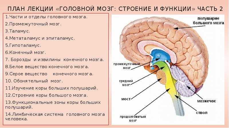 Анатомия головного мозга человека – информация: