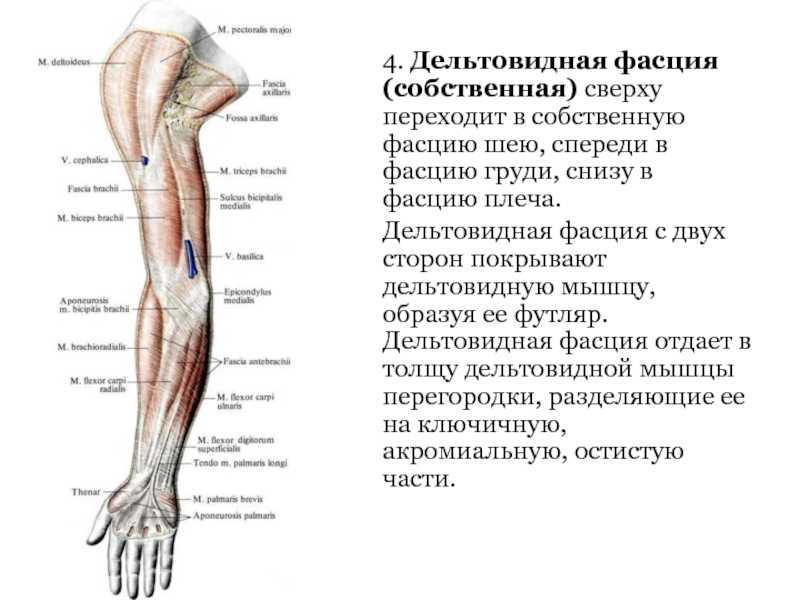 Дельтовидная область