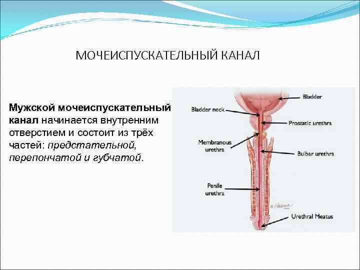 Схема мужского мочеиспускательного канала