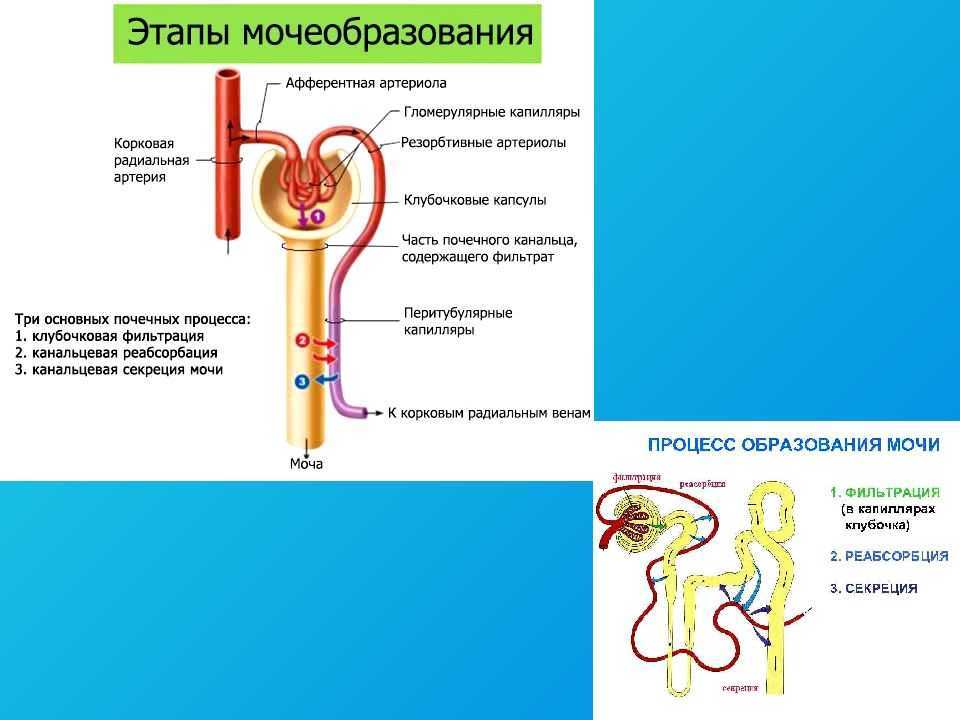 Функционирование нефрона и образование мочи схема