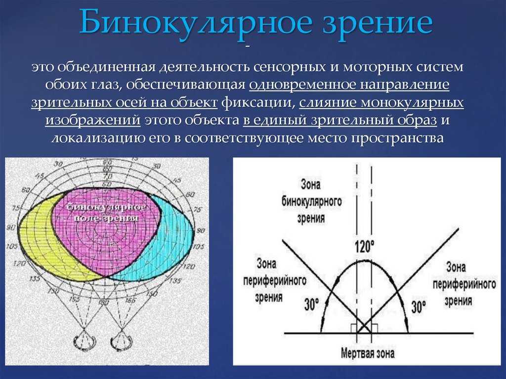 Бинокулярное зрение схема - 98 фото