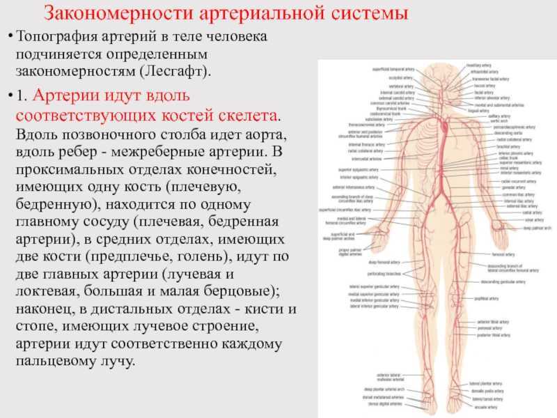 Ветви подключичной артерии. нормальная анатомия человека: конспект лекций