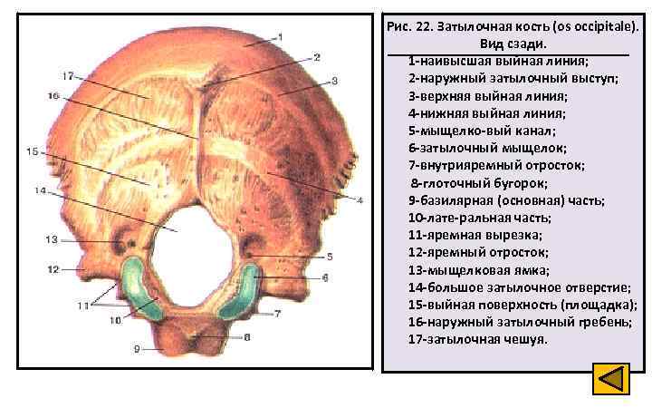 Затылочная область