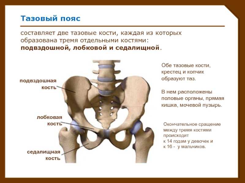 Где находится подвздошная кость, анатомия, местонахождение и строение у человека