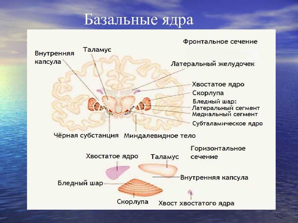 Схема расположения базальных ядер