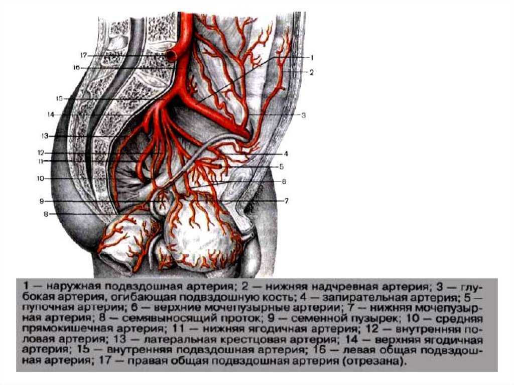 Правая подвздошная артерия. Внутренняя подвздошная артерия анатомия. Ветви подвздошной артерии схема. Подвздошные артерии медунивер. Схема артерий малого таза.
