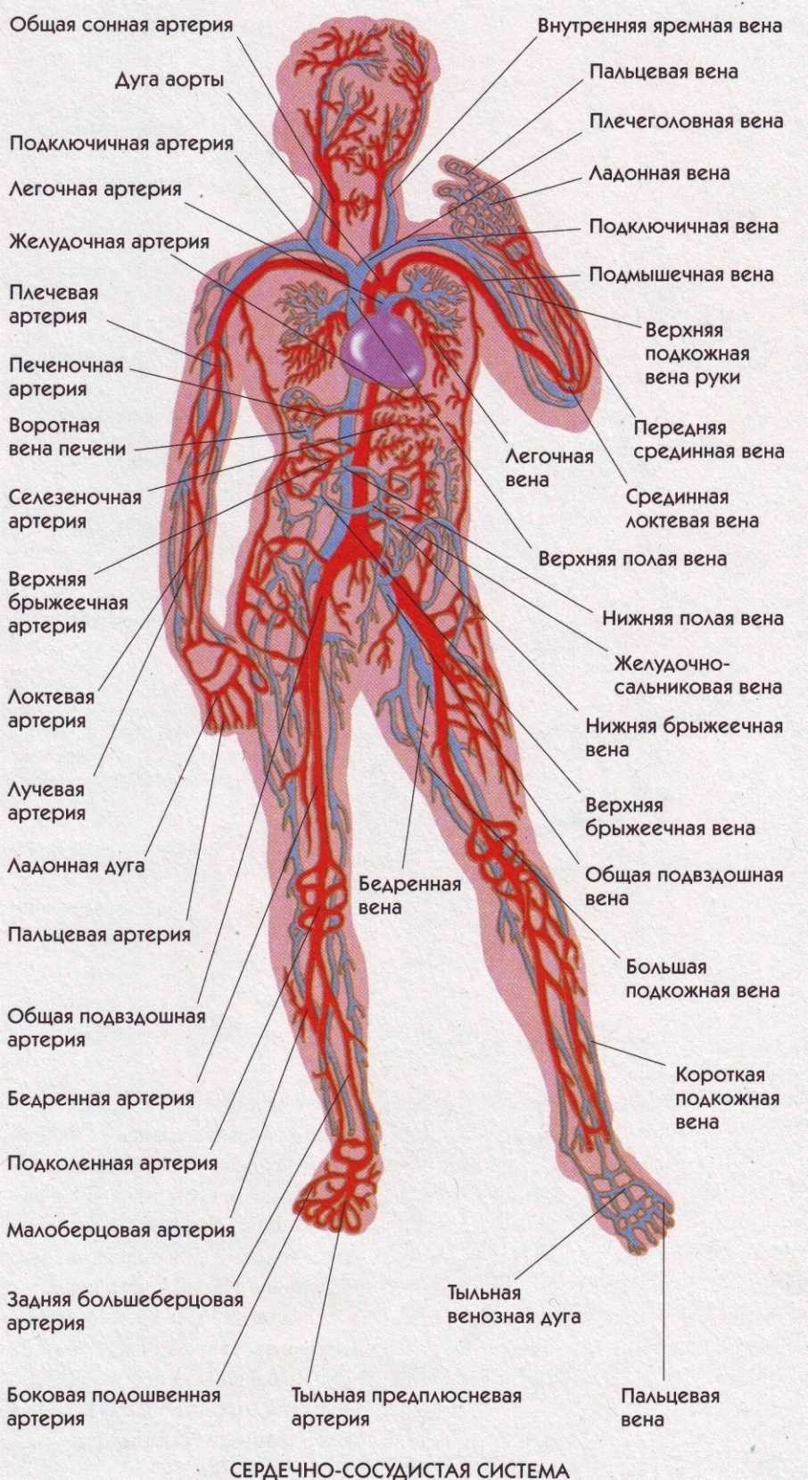 Анатомия подмышечной артерии человека – информация: