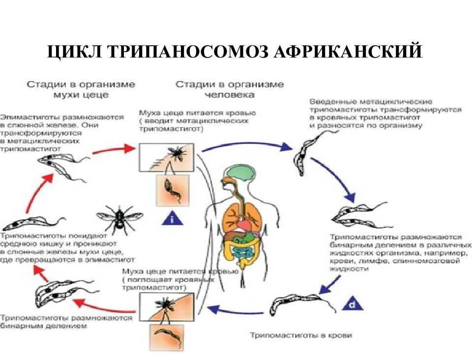 Основной хозяин муха цеце основной хозяин человек. Жизненный цикл трипаносомы схема. Трипаносомоз цикл. Африканский трипаносомоз цикл.