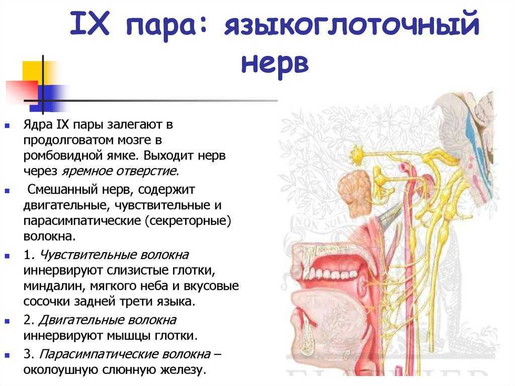 Симптомы и лечение синдрома позвоночной артерии при шейном остеохондрозе