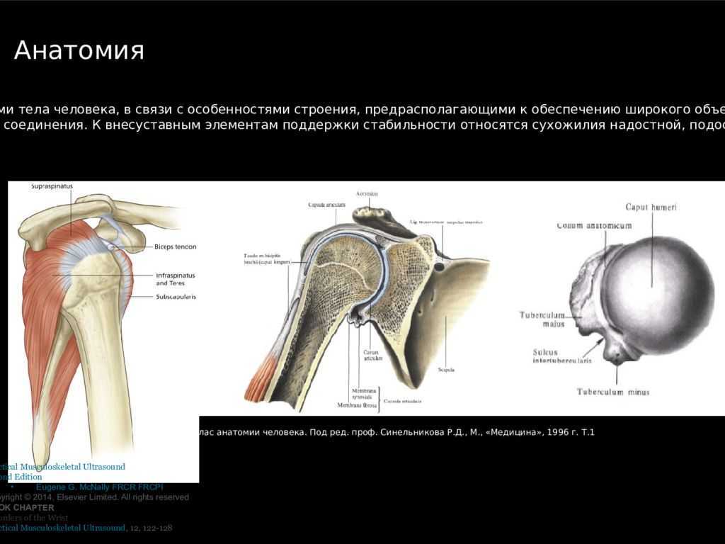 Сустав спб. УЗИ суставов плечевого сустава. УЗИ анатомия плечевого сустава. УЗИ плечевого сустава протокол исследования. Методы обследования плечевого сустава.