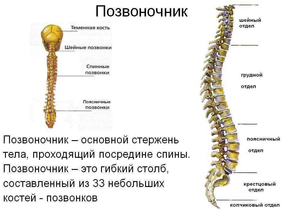 Позвоночник человека с названием костей. Кости скелета отдела позвоночника. Позвонок строение на скелет. Кости человека анатомия Позвоночный столб.