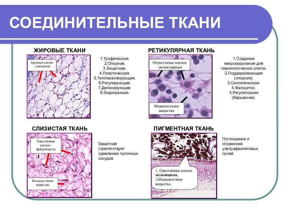 Развитие тканей