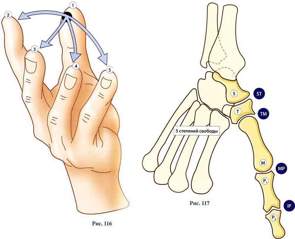 Болит основание сустава большого пальца. Седловидный сустав первой пястной кости. Запястно-пястный сустав большого пальца. Пястно фаланговый сустав 1 пальца. Пястно фаланговый сустав кисти анатомия.