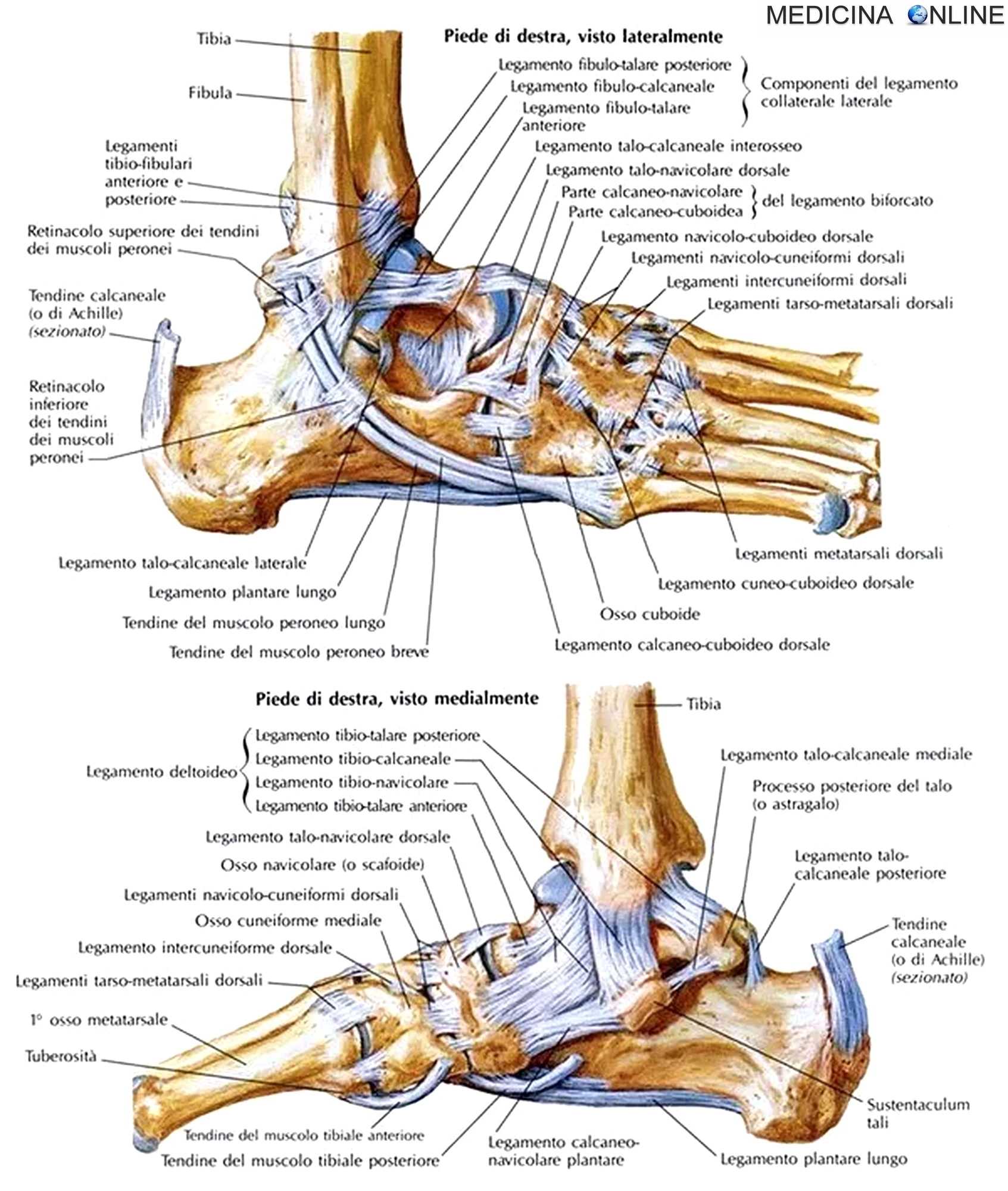 Кости голеностопного сустава человека. Кости и связки стопы анатомия человека. Стопа анатомия кости и суставы. Стопа анатомия строение суставы. Связки и сухожилия голеностопного сустава анатомия.