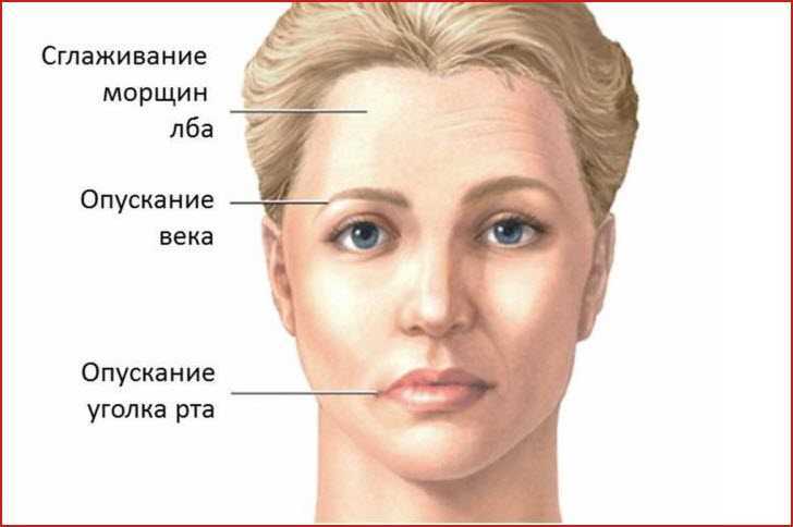 Наружное ухо — большая медицинская энциклопедия