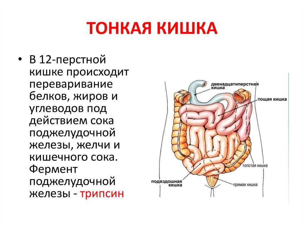 Последовательность кишечника человека