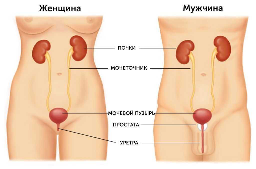 Рисунок мочеиспускательный канал