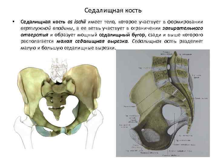 Где находится седалищная кость (бугор) - анатомия и почему болит?