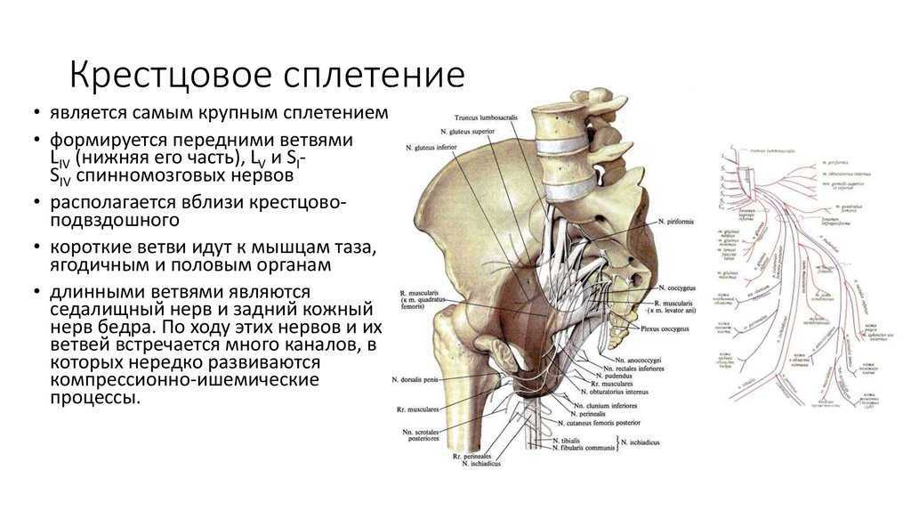 Поясничный и крестцовый отдел позвоночника: строение, заболевания, лечение