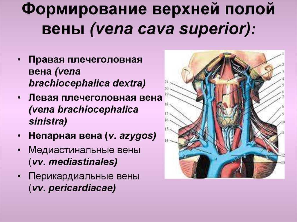 Анатомия верхней полой вены человека – информация: