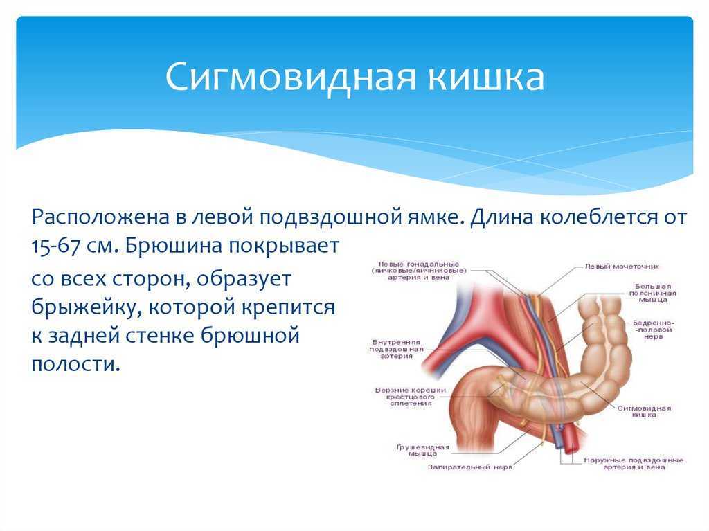 Ободочная кишка где находится и как болит рисунок