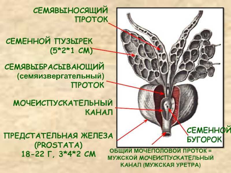 Элементы и функции семенного канатика