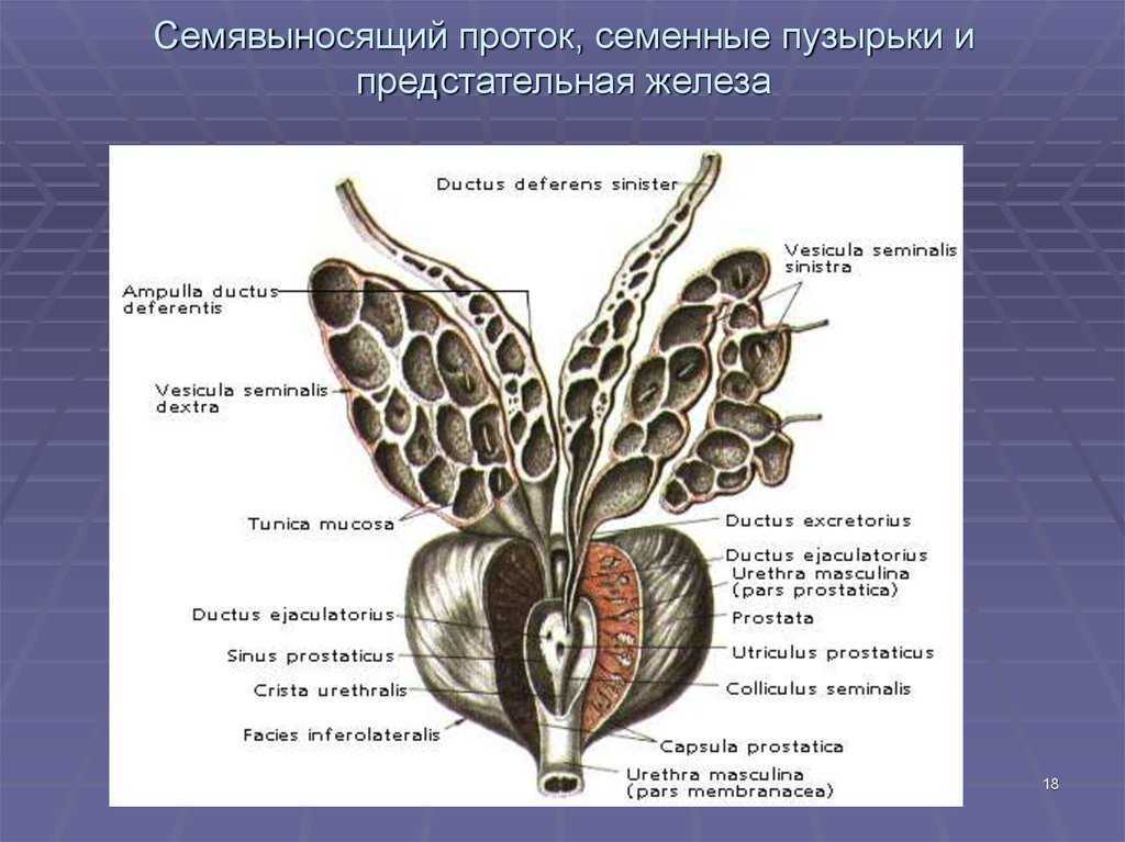 Семенные пузырьки анатомия строение. Предстательная железа и семенные пузырьки анатомия. Мужская половая система семенные пузырьки. Семявыносящий проток анатомия строение.