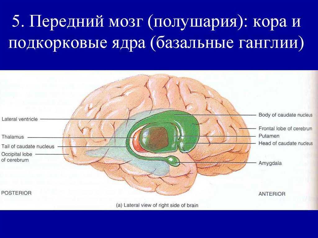 Подкорка головного мозга. Базальные ядра полушарий мозга. Базальные ганглии анатомия. Базальные ядра мозга строение. Базальные ганглии головного мозга.