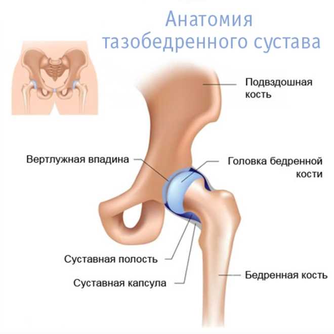 Тазобедренный сустав где находится у человека фото признаки