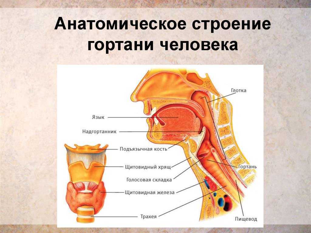 Строение горла, гортани и глотки человека: клиническая анатомия, особенности устройства у женщин, мужчин и ребенка