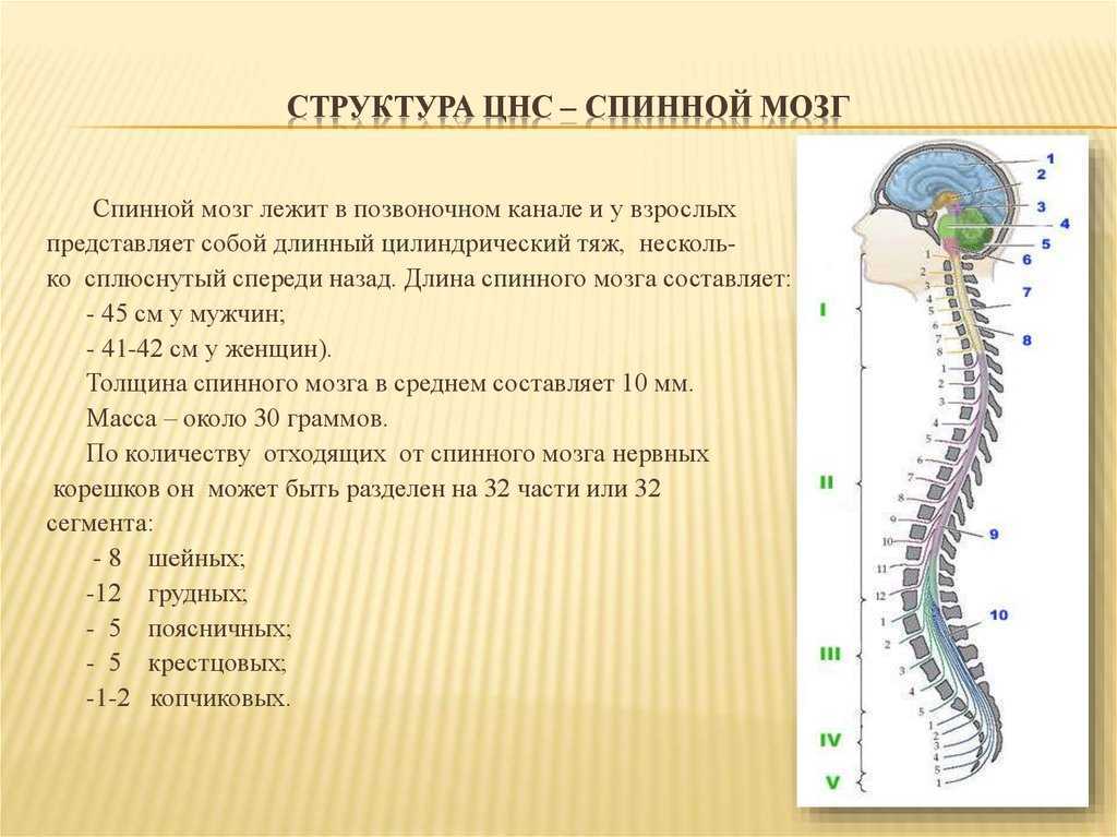 Спинной мозг часть нервной системы