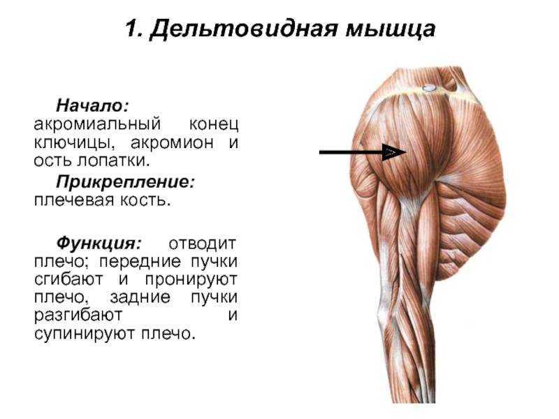 Дельтовидная мышца где находится для уколов фото