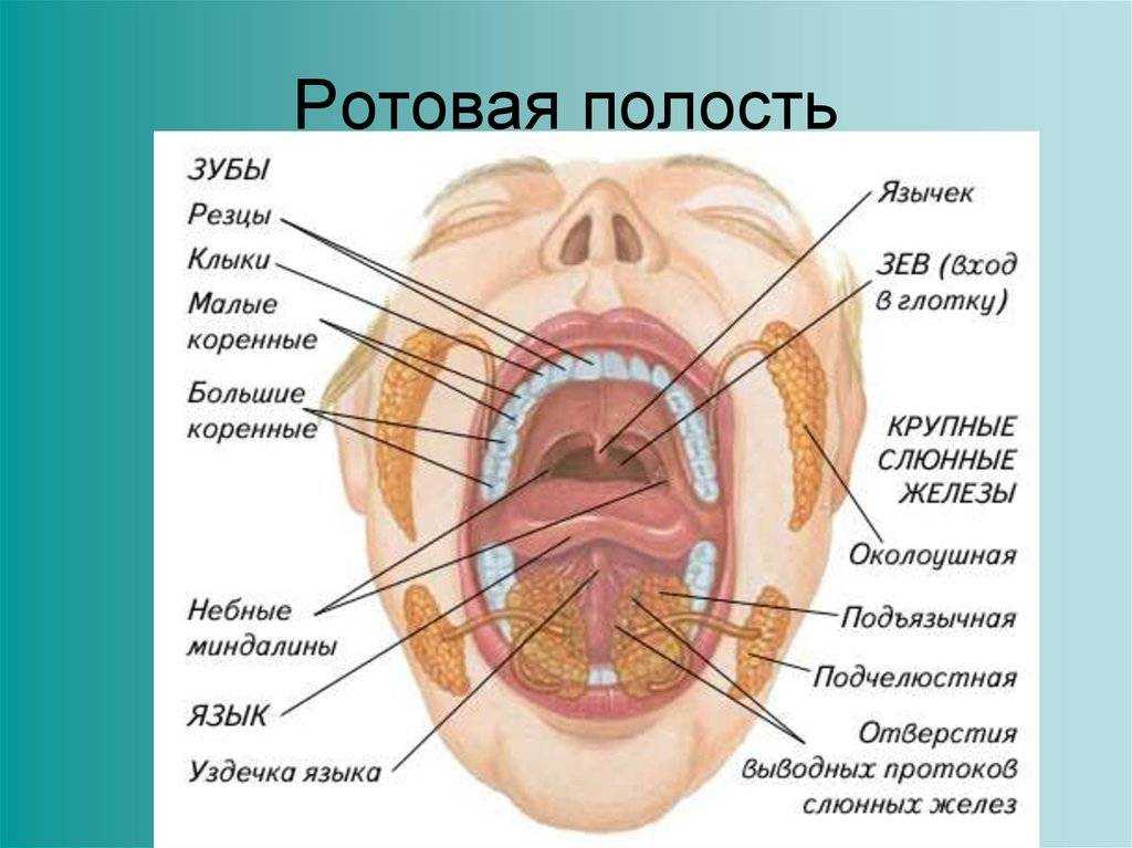 Где находится рот у человека. Строение ротовой полости схема. Строение ротовой полости человека анатомия.