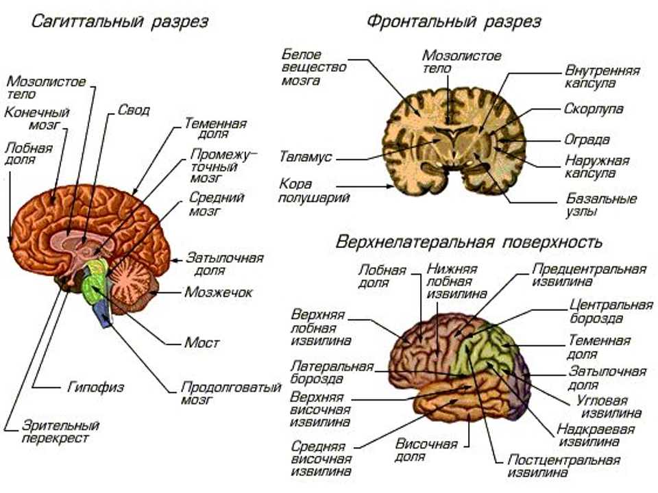 Головной мозг человека-анатомия(строение и функции) - здоровый образ жизни.