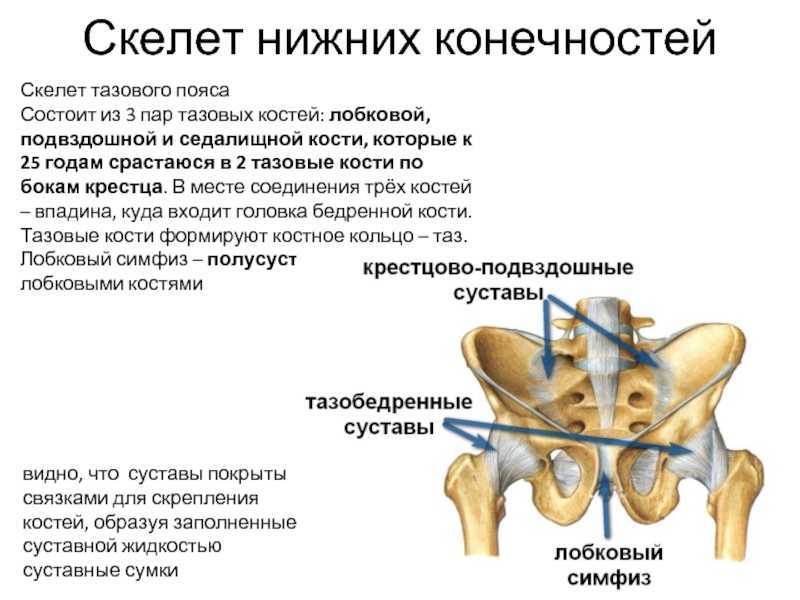Подвздошной кости 2. Строение таза подвздошная кость. Подвздошная кость анатомия с функциями. Функции лонная кость. Тазовая кость, седалищная и подвздошная кости.