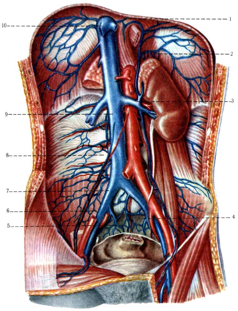 Клапаны нижней полой вены. Нижняя полая Вена топография. Полая анатомия нижняя Вена анатомия. Нижняя полая Вена анатомия. Верхняя полая Вена и нижняя полая Вена.