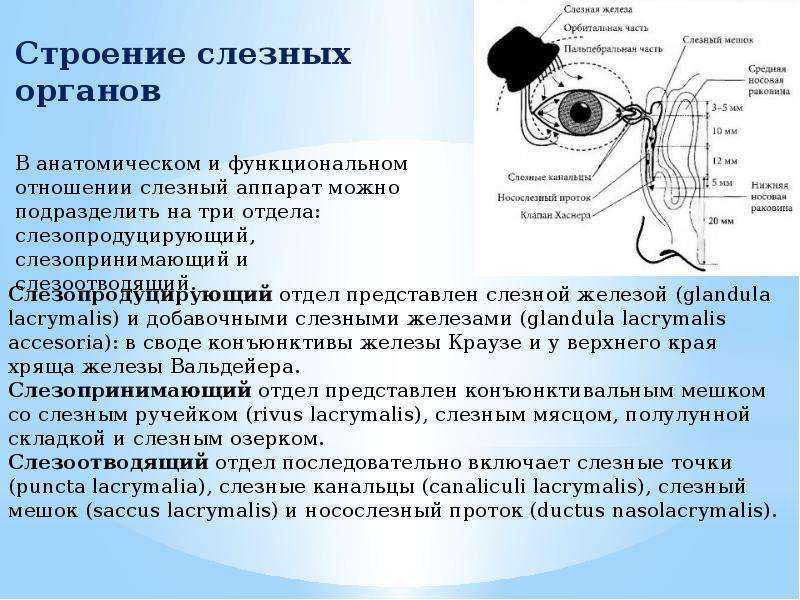 Глазница