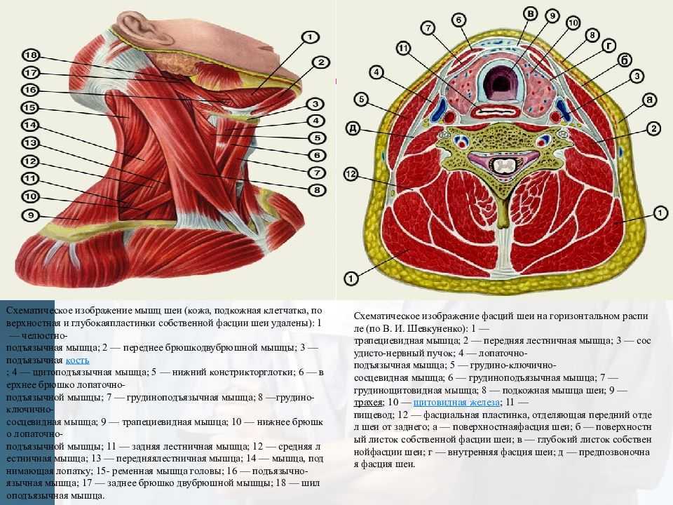 1. треугольники, фасции шеи, сосуды, органы области шеи. оперативная хирургия: конспект лекций